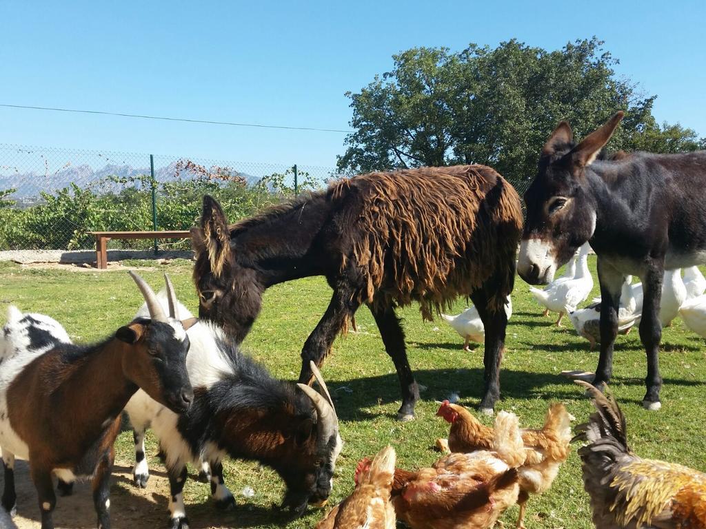 Masia Can Canyes&Spa San Lorenzo de Hortons Bagian luar foto